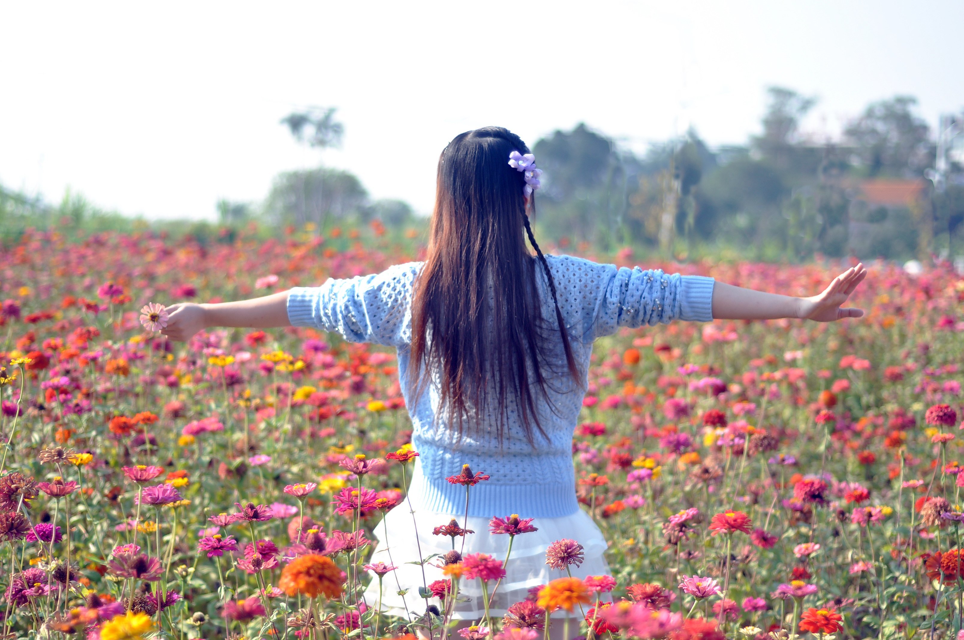 波斯菊 阳光 小妹