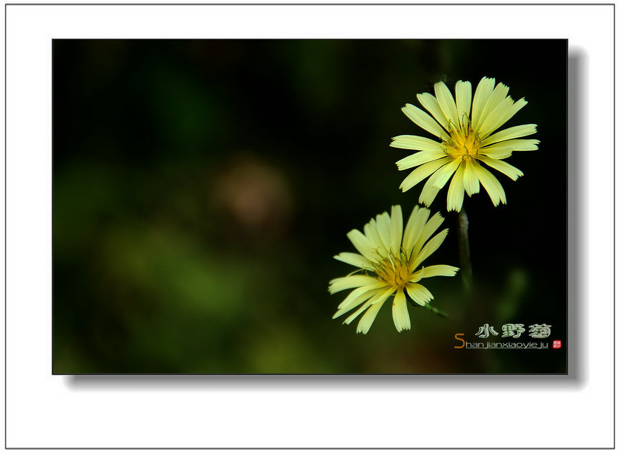 【(在路上)小野菊摄影图片】河南天界山生态摄