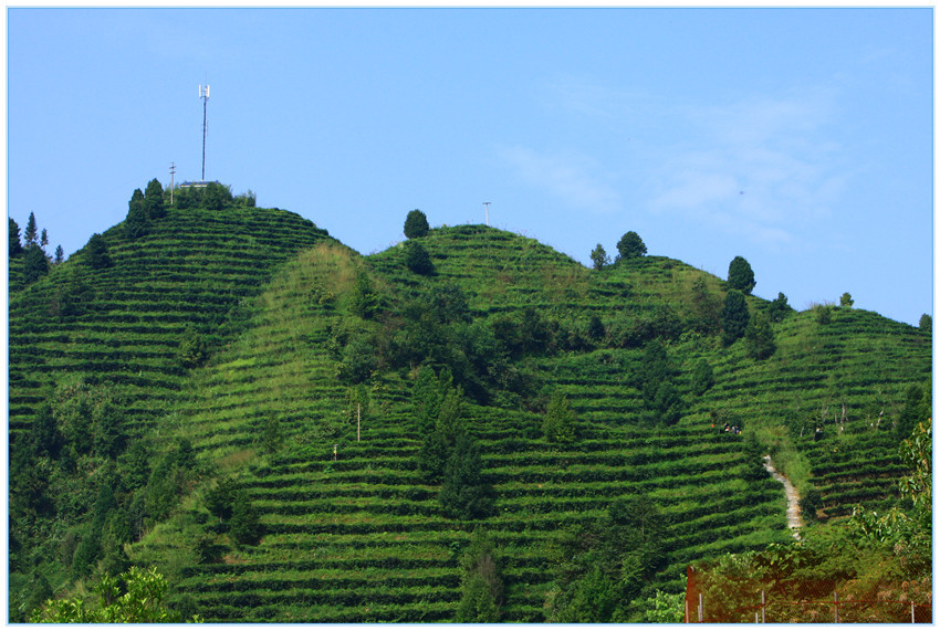 【秋天到茶山摄影图片】广西凌云生态摄影_这里永远是春天_太平洋电脑