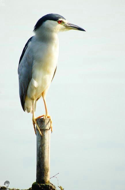 杭州茅家埠水鸟一组水鸟照片