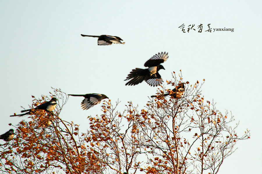 【喜鹊登枝摄影图片】内蒙 赤峰 坝上生态摄影_燕翔_太平洋电脑网摄影部落