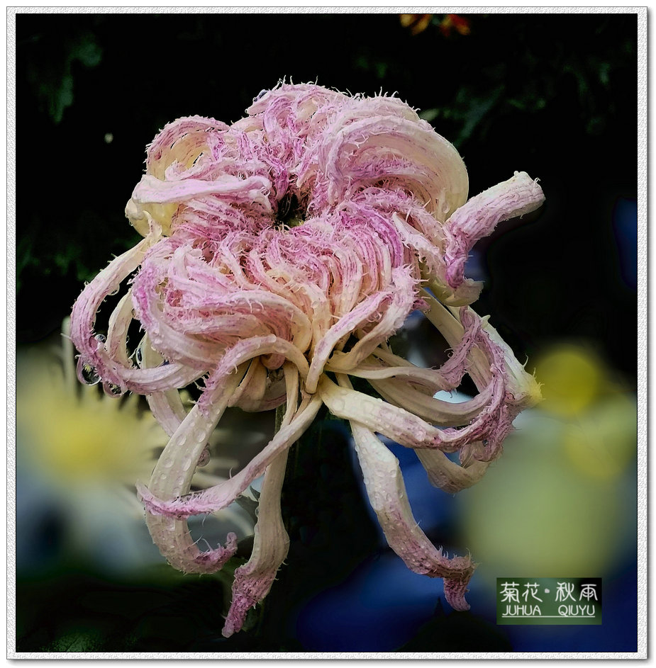 菊花·秋雨