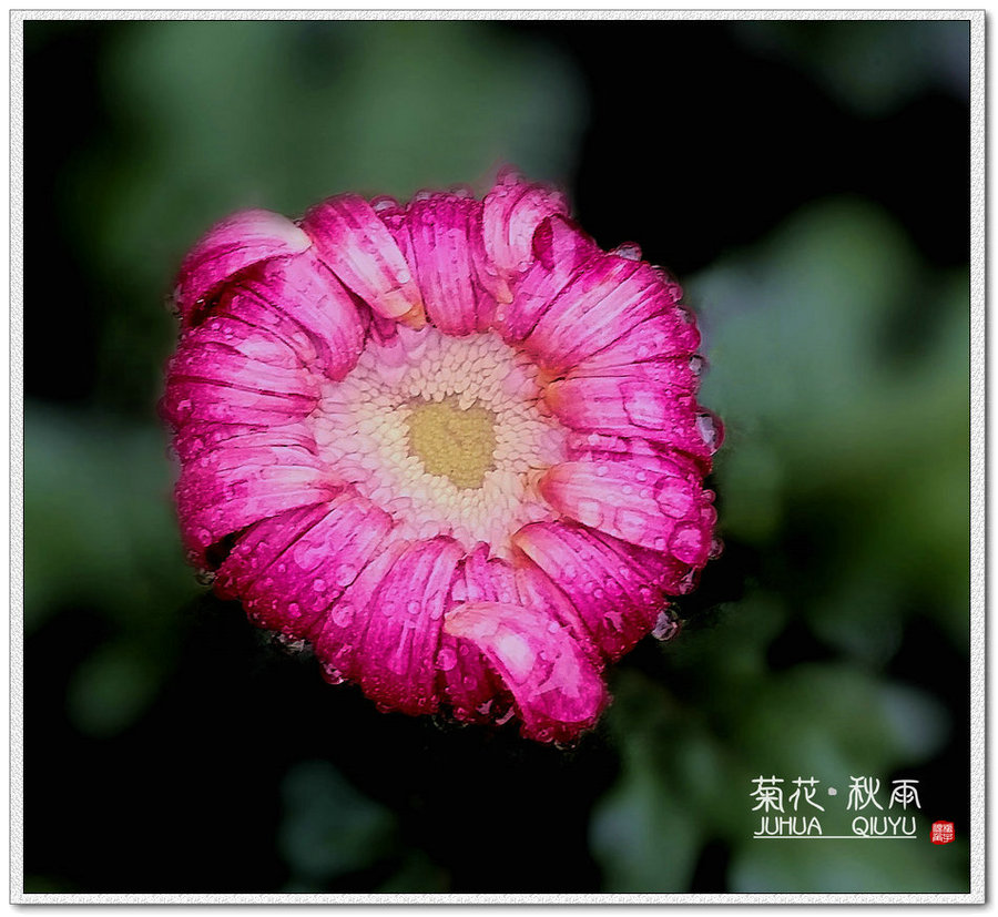 菊花·秋雨