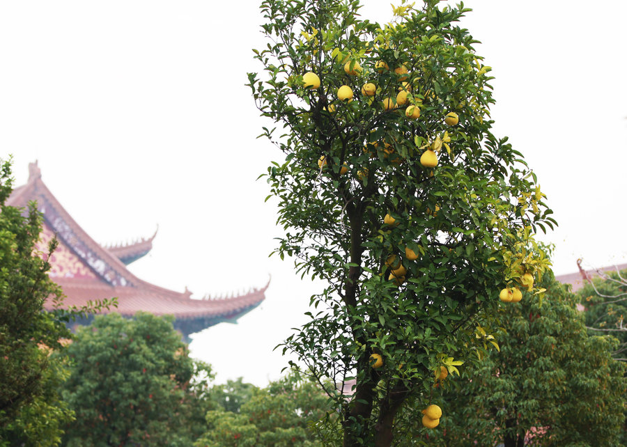 妙乐寺水陆法会