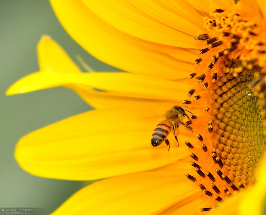 【蜜蜂和花朵写一句话】