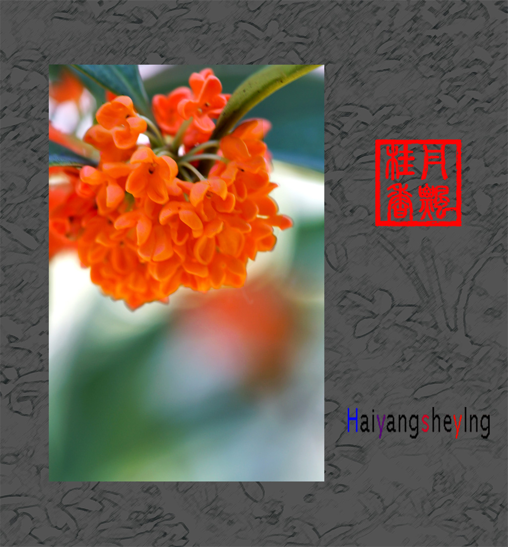 桂花飘香