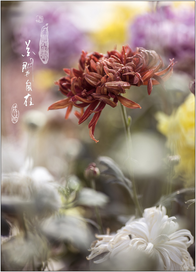 【《花开自在》---花卉作业一组摄影图片】生态
