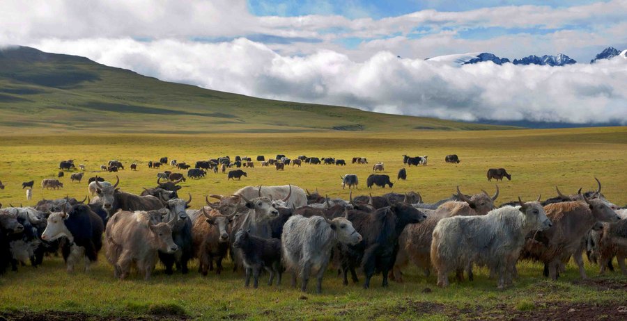 【天山牦牛摄影图片】新疆天山山脉生态摄影