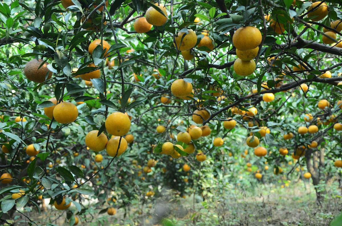 橘子有哪些品种（10种常见的橘子介绍） – 碳资讯