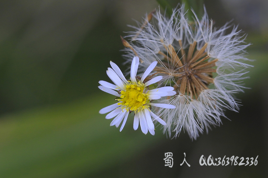 野花74钻叶紫菀