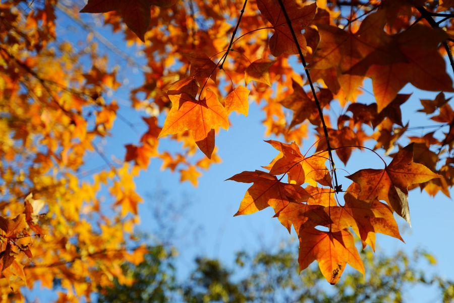 【多彩的秋天摄影图片】风光摄影