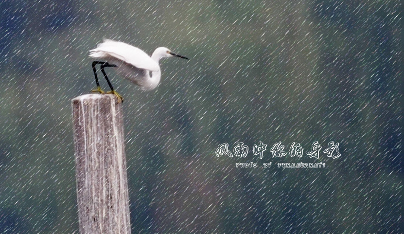 风雨中你的身影