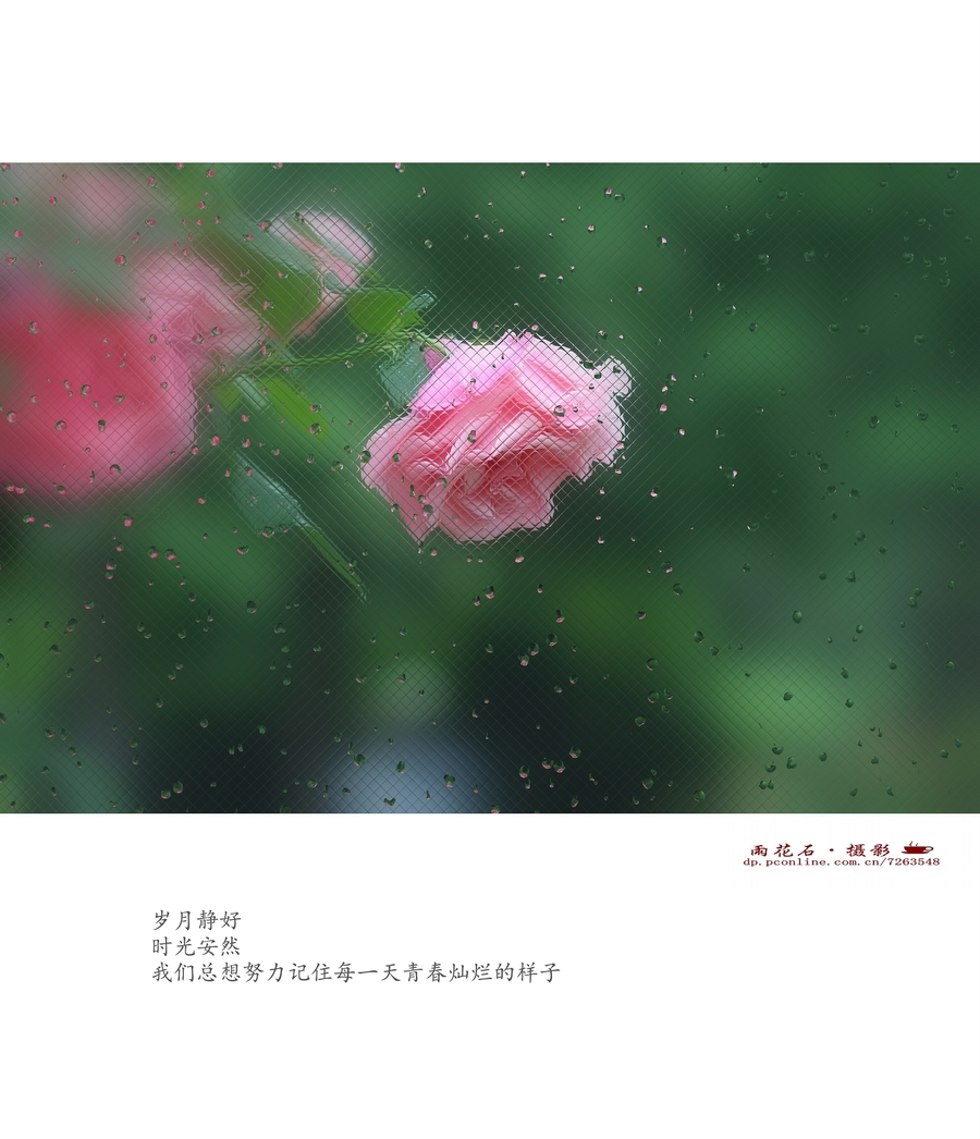 【岁月静好摄影图片】北京植物园生活摄影_雨