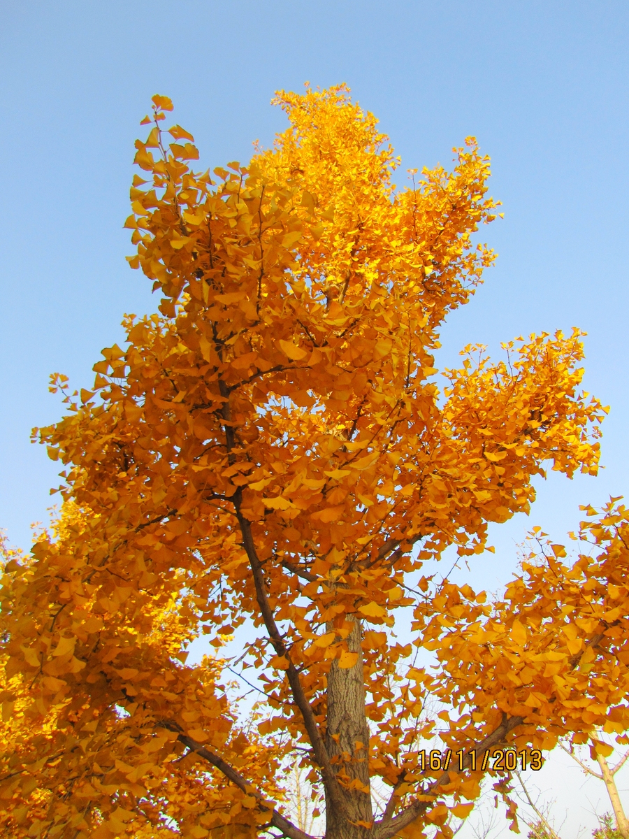 秋之风采---银杏树