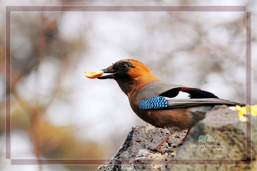 【【原摄】松鸭摄影图片】牡丹江市北山生态摄