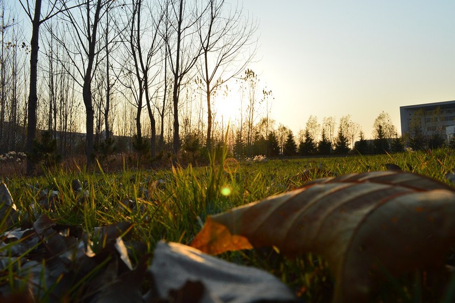 【微观世界摄影图片】山东诸城生态摄影