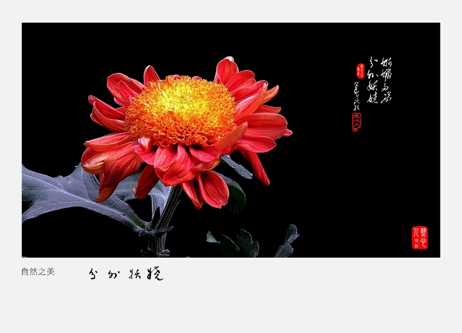 【分外妖娆摄影图片】武汉植物园生态摄影