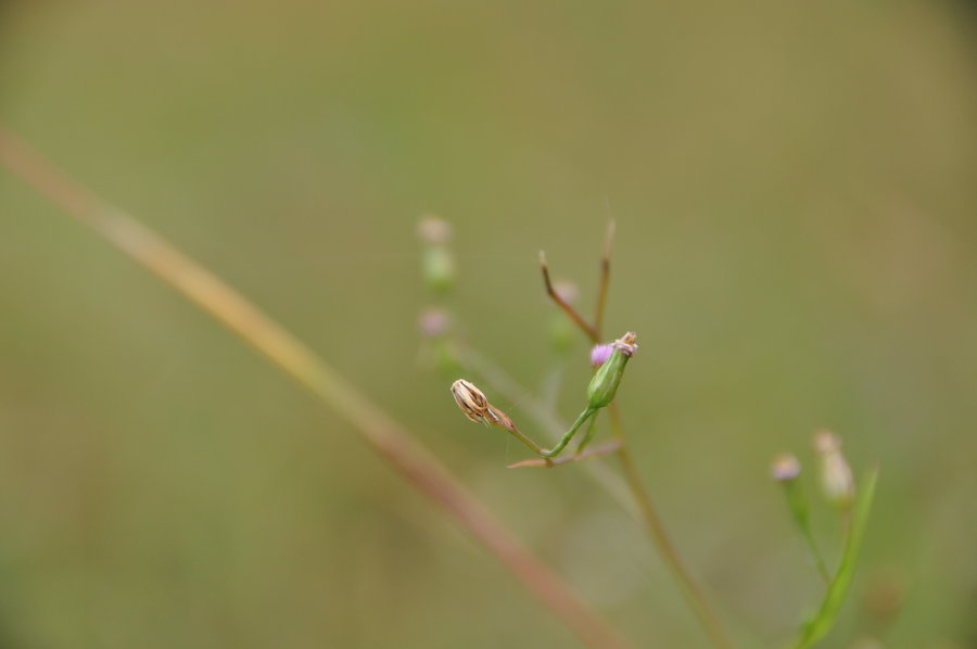 钻叶紫菀