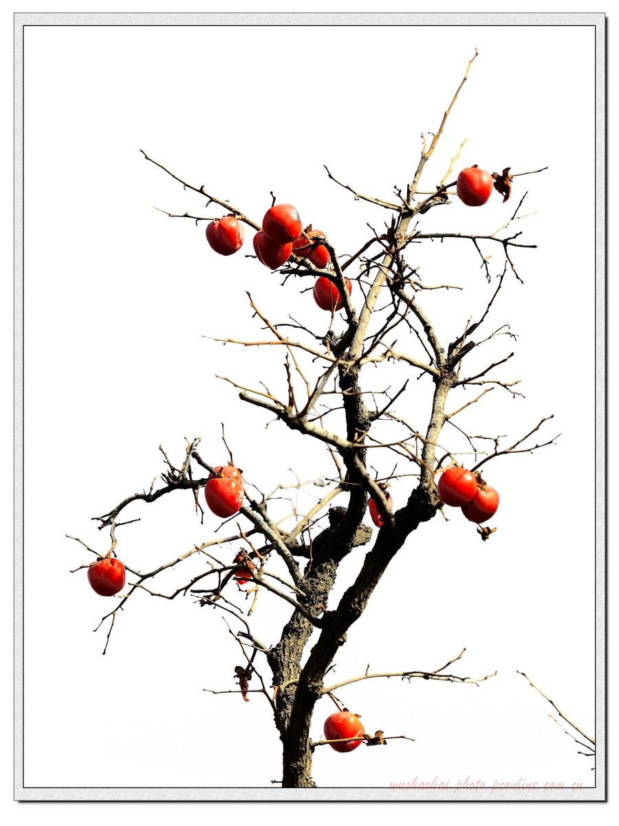 【柿子树摄影图片】西安秦岭环山公路边生态摄影_西安