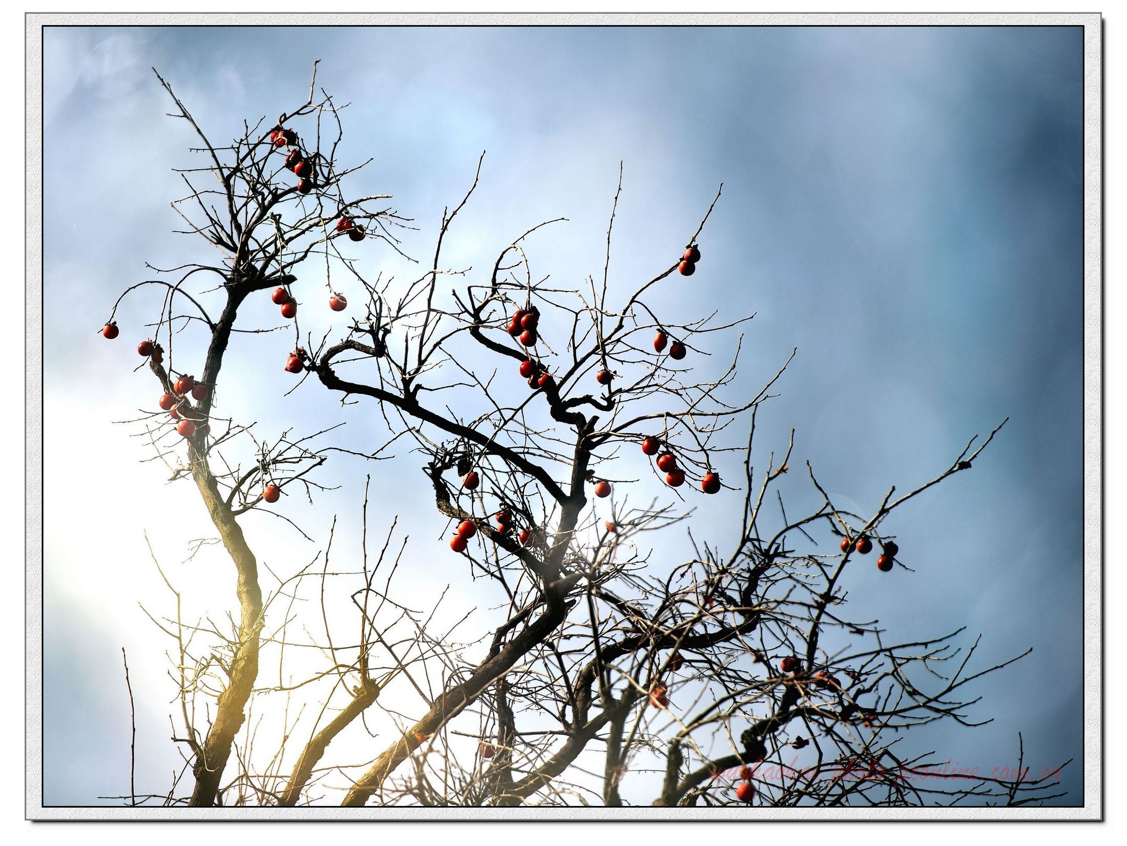 【柿子树摄影图片】西安秦岭环山公路边生态摄影_西安老吴_太平洋电脑