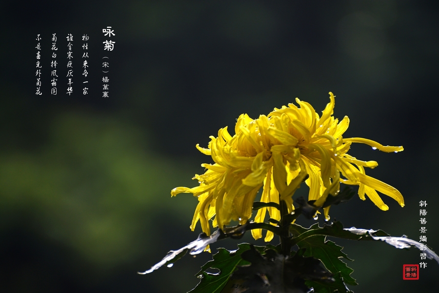【菊花古诗图摄影图片】广州文化公园生态摄影