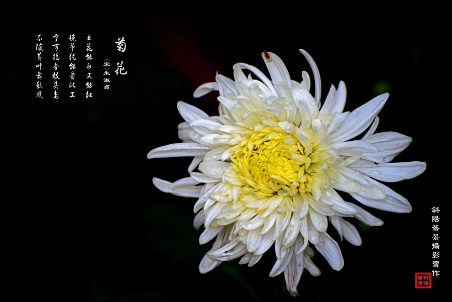 【菊花古诗图摄影图片】广州文化公园生态摄影