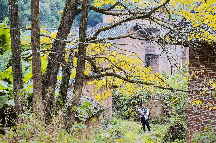 南雄新添银杏美景—芙蓉秋色