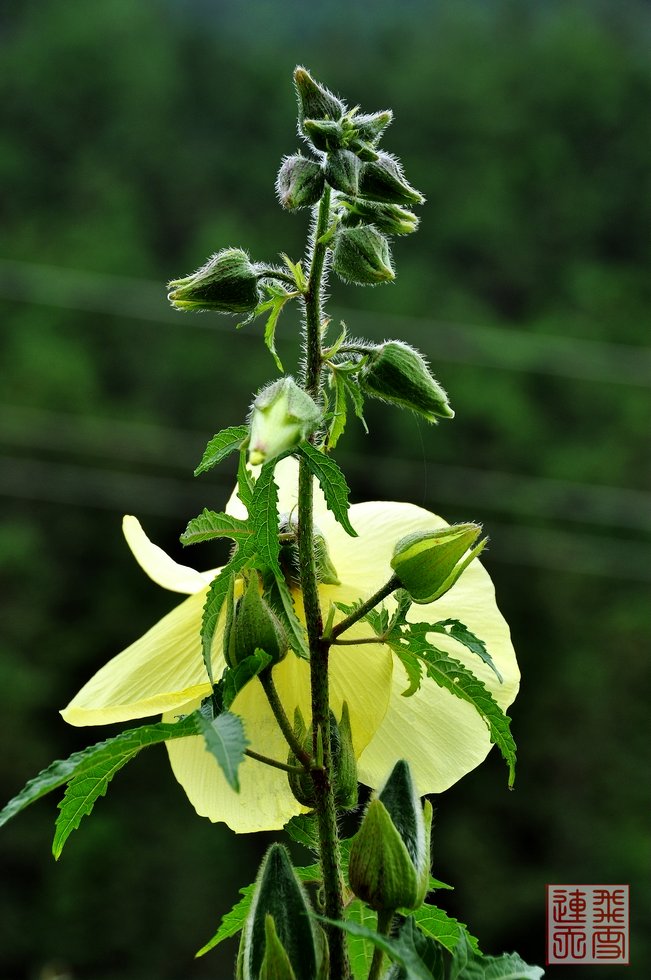 菜芙蓉