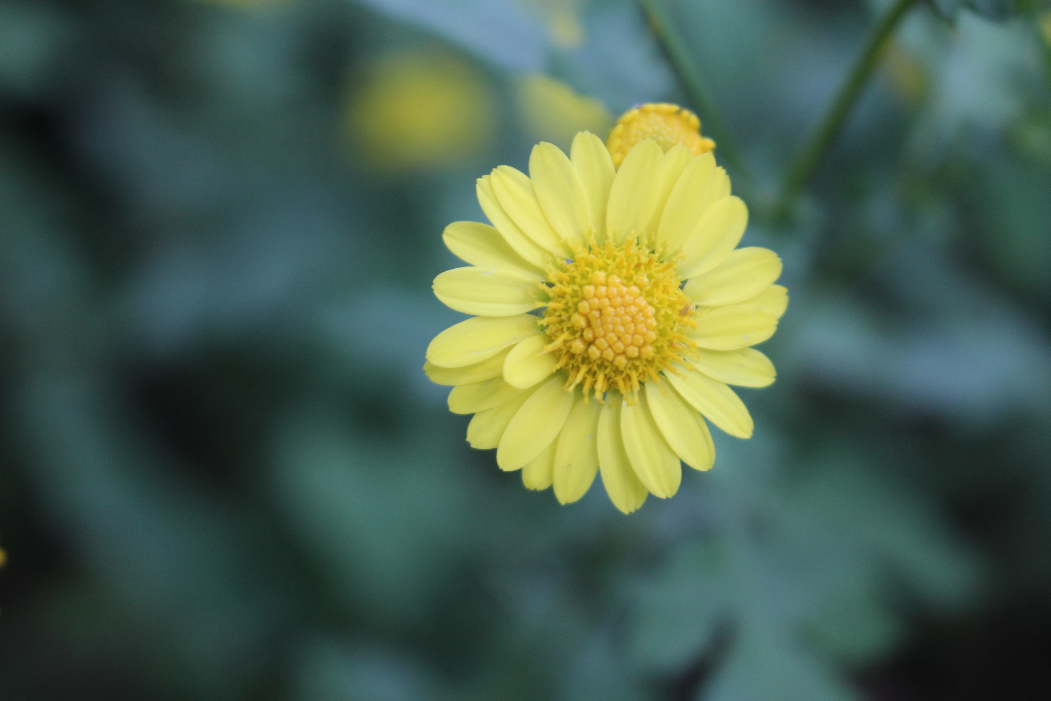 野菊花