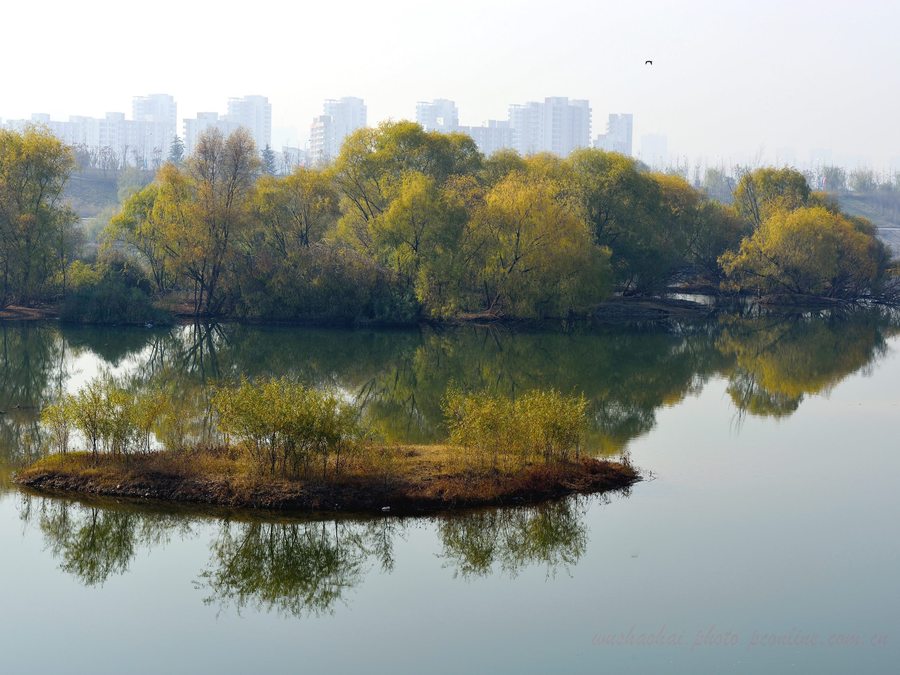 【灞河柳树摄影图片】西安北郊灞河生态摄影