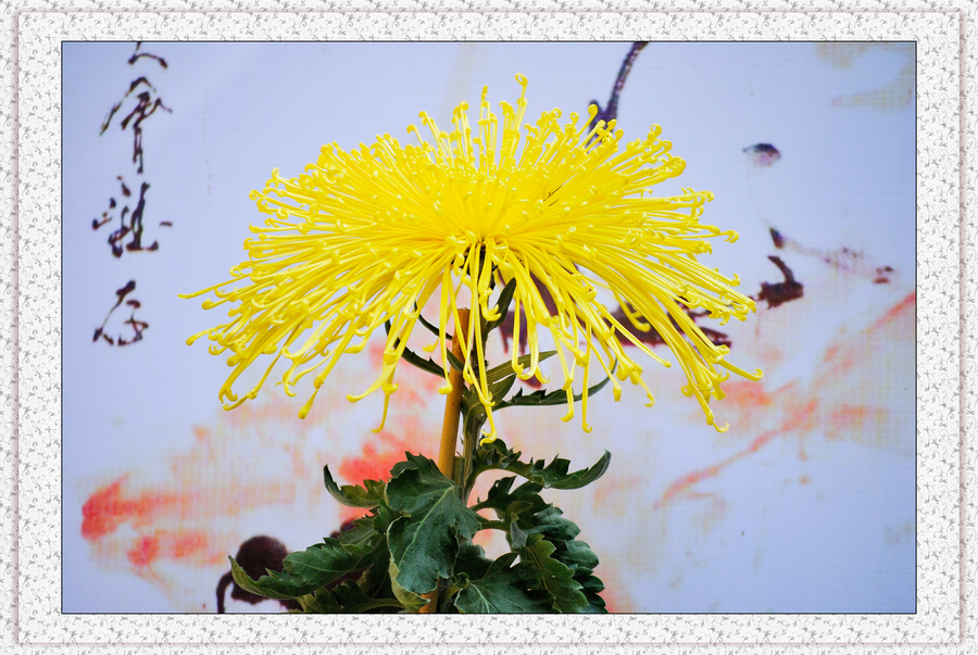【2013中山小榄菊花展之1摄影图片】中山小榄