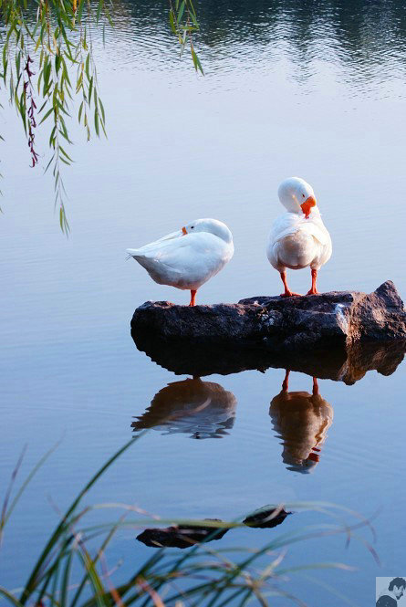 一组大白鹅演绎的芭蕾天鹅湖
