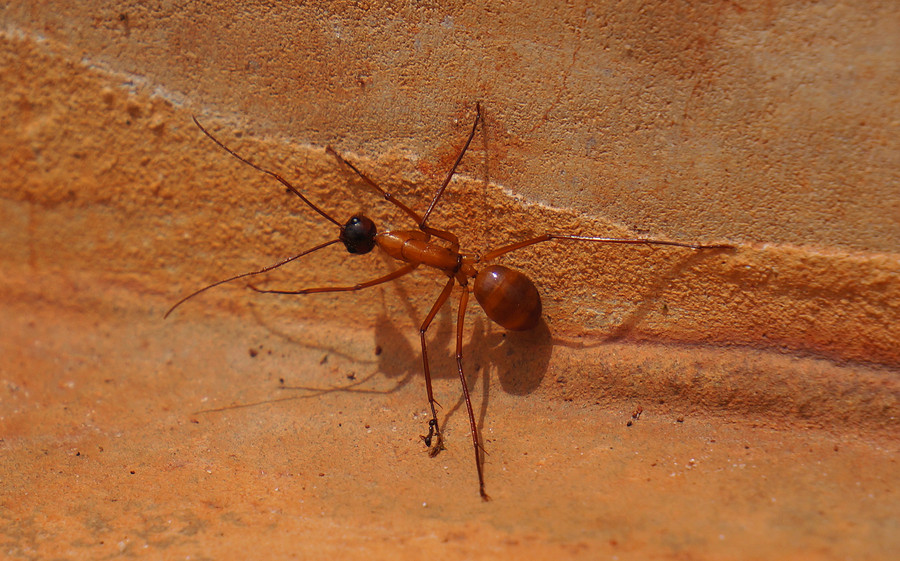 【非洲的黄金蚂蚁摄影图片】风光旅游摄影