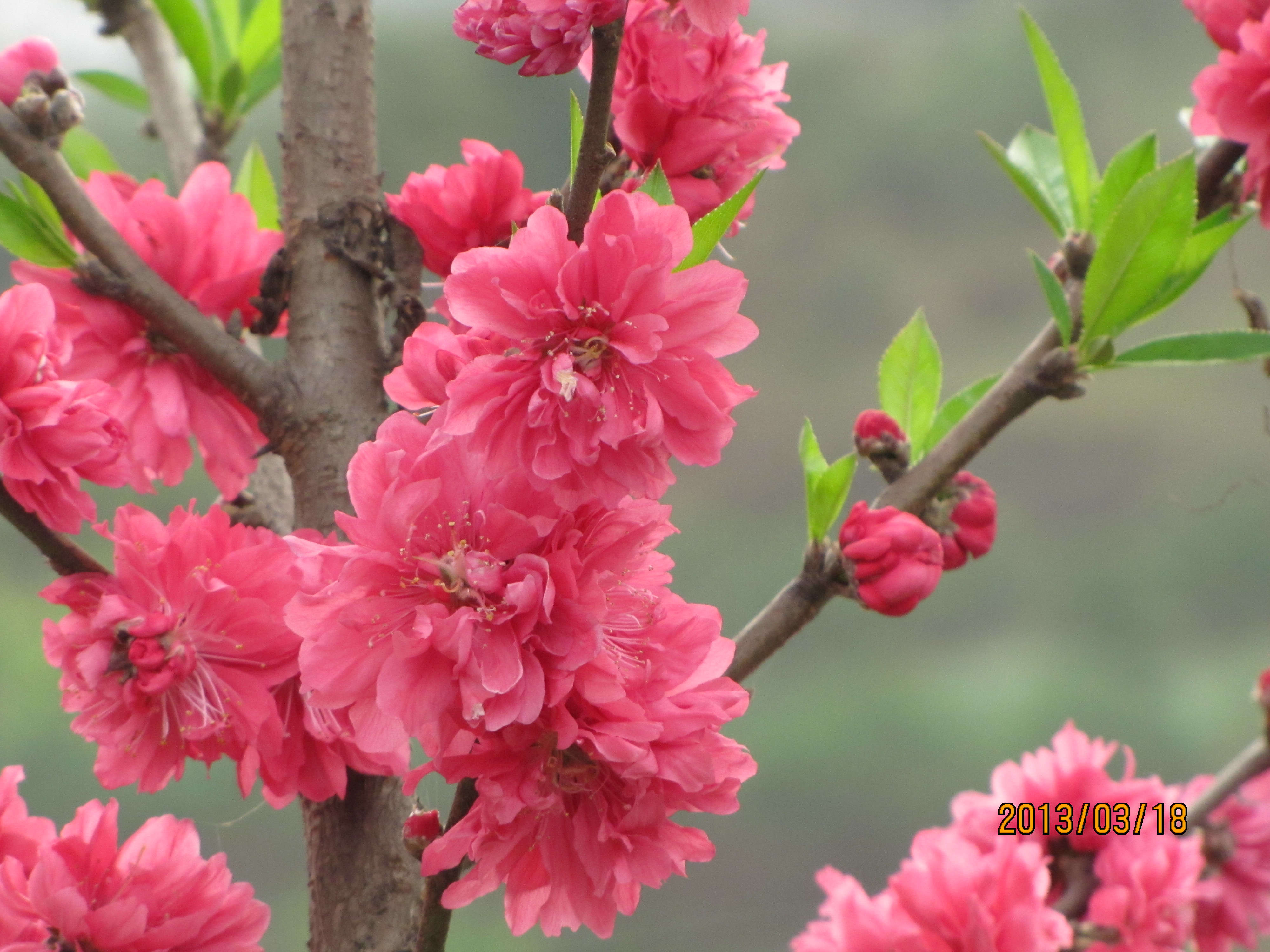 红桃花