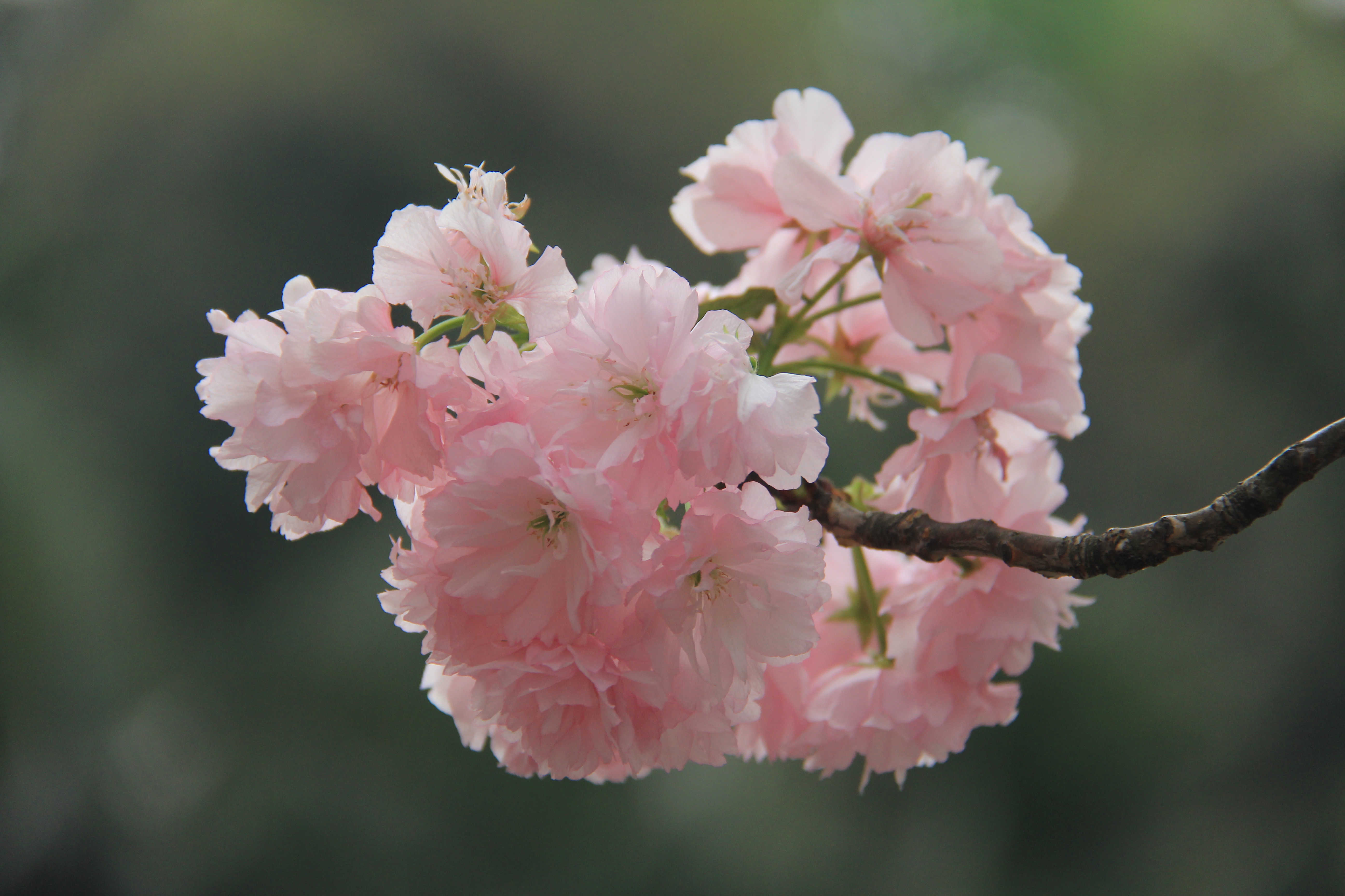 春天花卉正午光照下樱花户外花朵盛开摄影图配图高清摄影大图-千库网