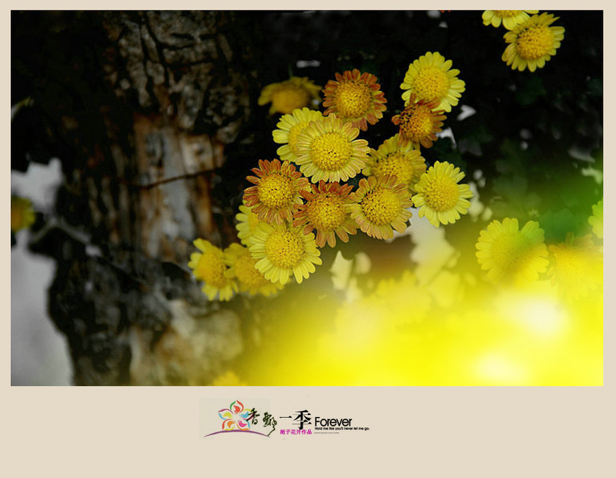 【香飘一季--小雏菊摄影图片】河南新乡生态摄