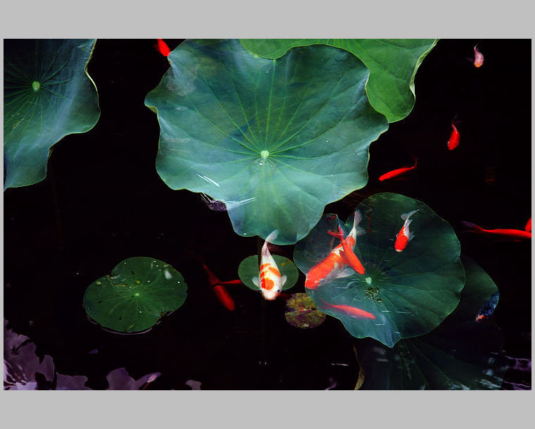【【锦鲤嬉戏在池塘】摄影图片】池塘生态摄影