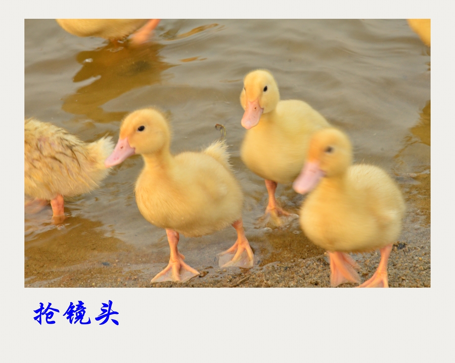 【小黄鸭摄影图片】生活摄影