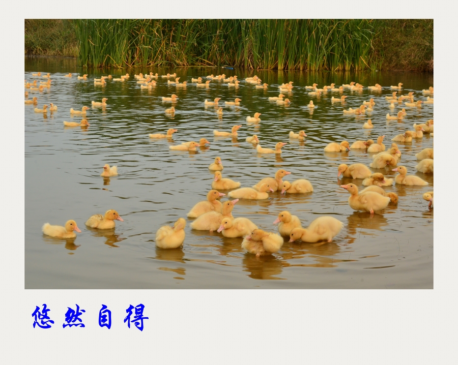 小黄鸭
