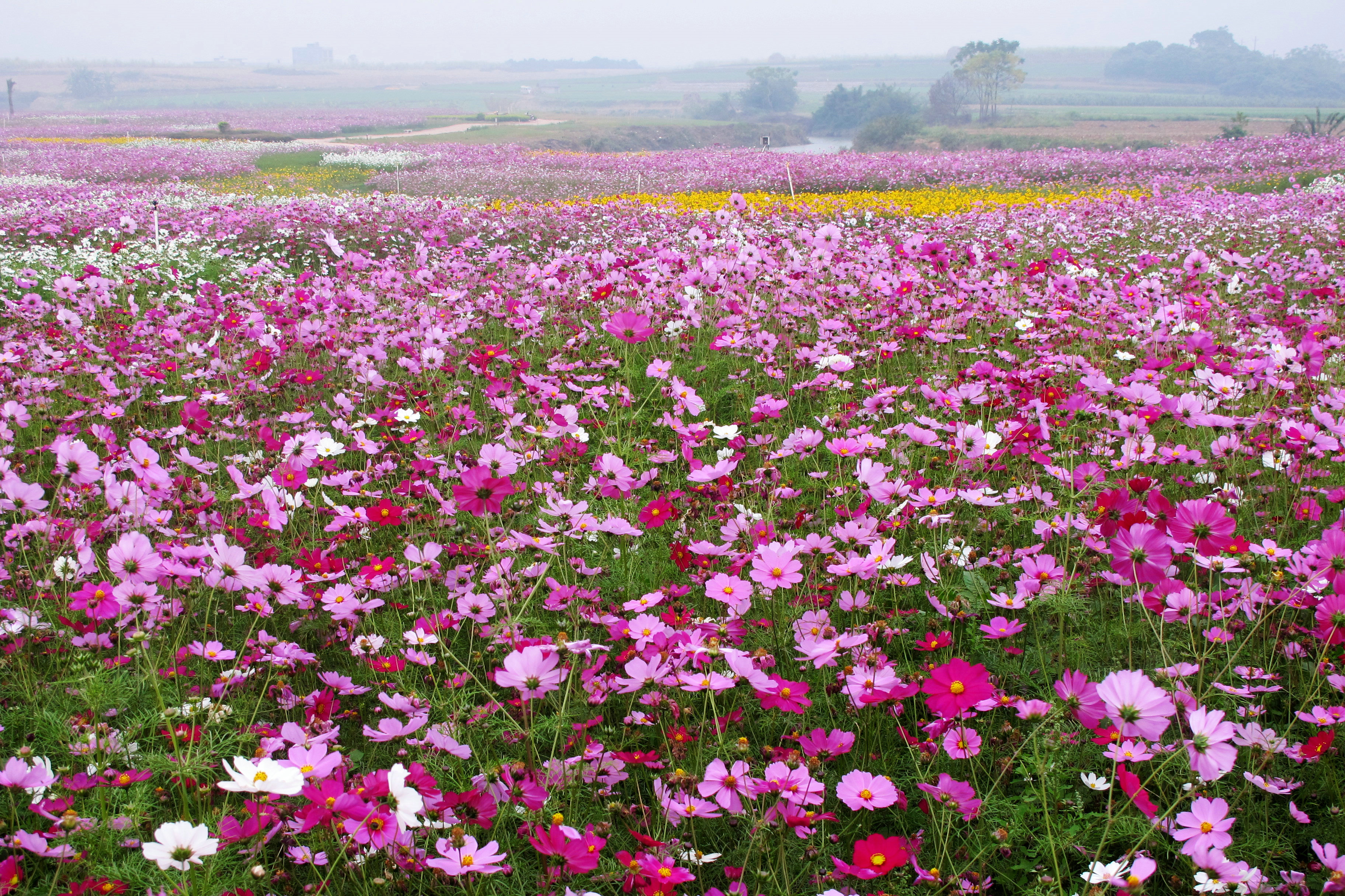 【又见格桑花摄影图片】南宁市台湾花卉产业园生态_的