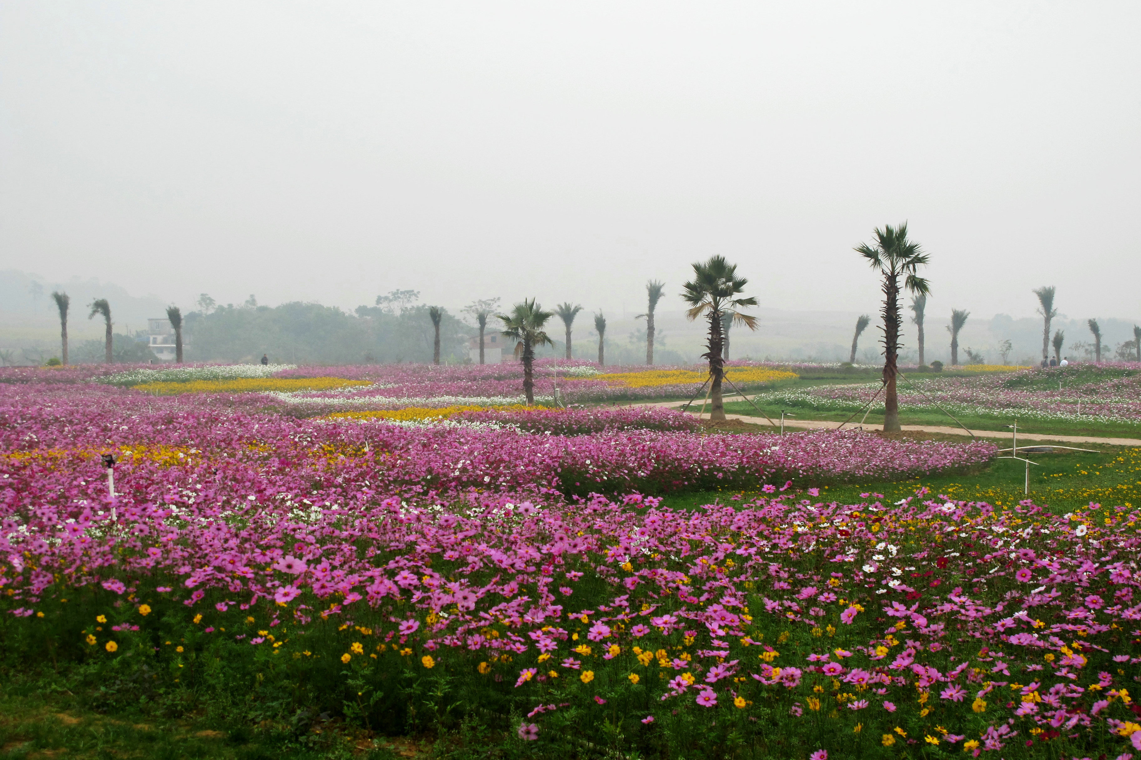 【又见格桑花摄影图片】南宁市台湾花卉产业园生态_的