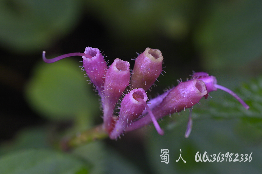 野花102-异药花