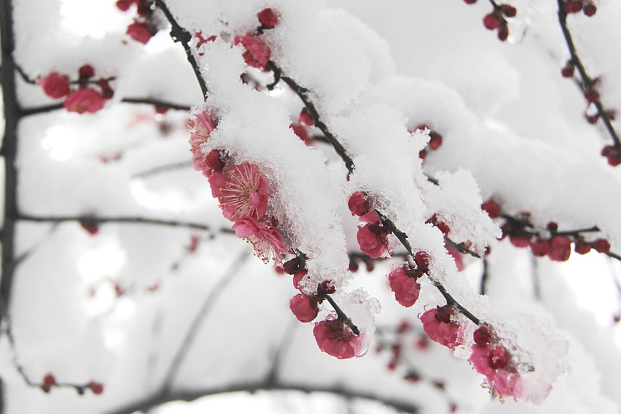 梅花傲雪