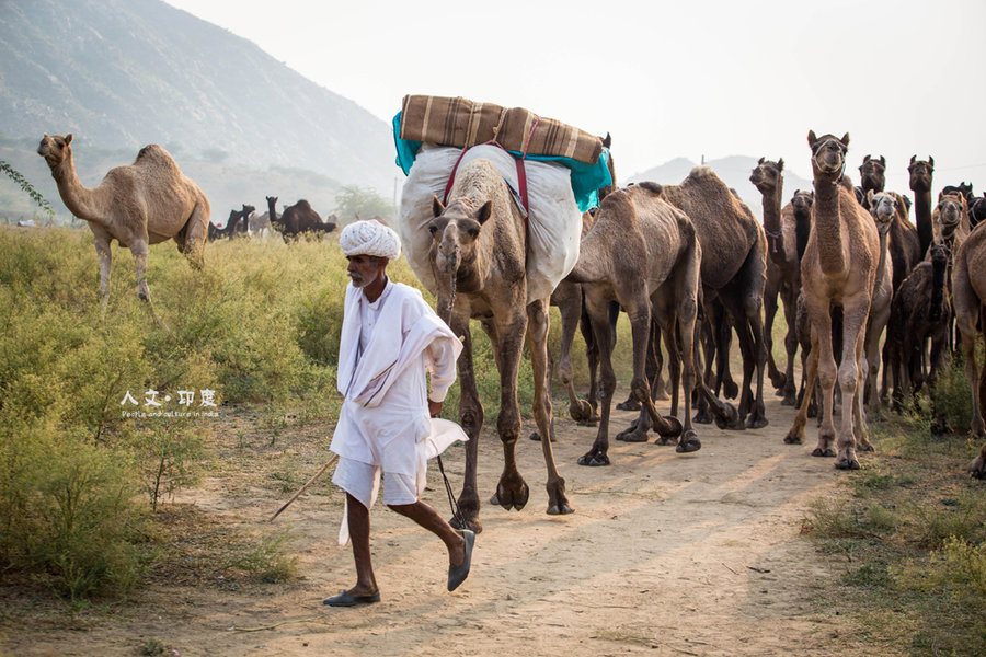 【人文.印度-骆驼节摄影图片】印度风光旅游摄