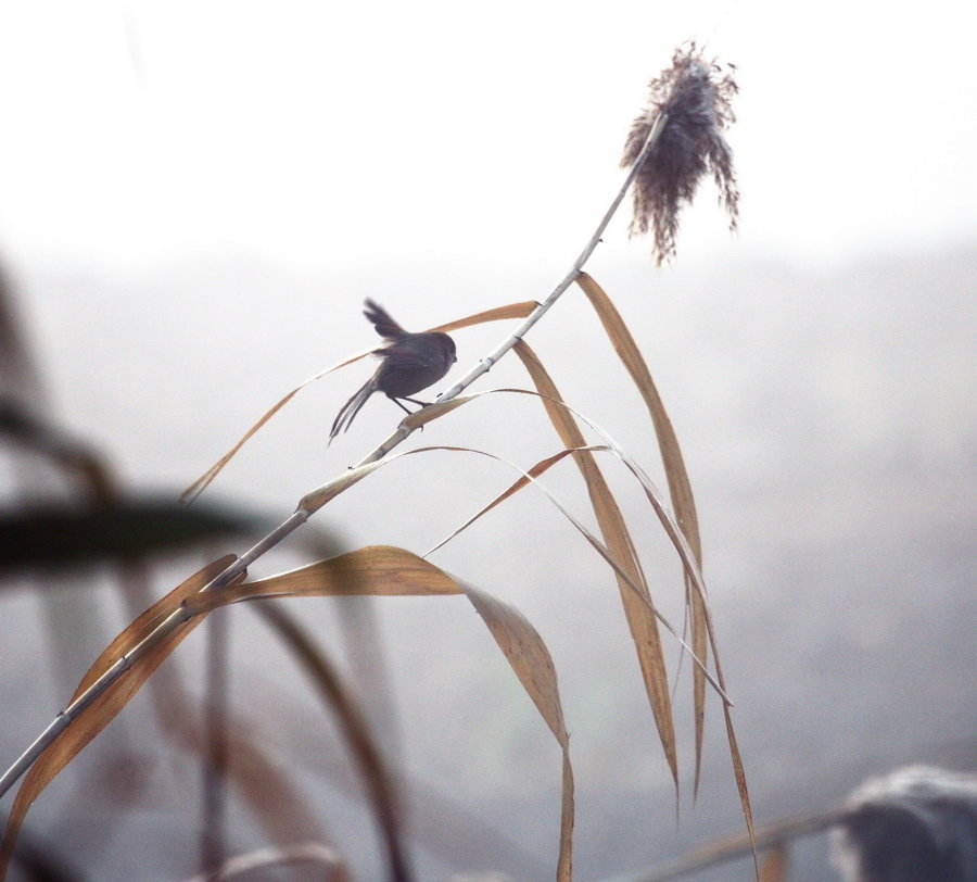 【月朦胧 鸟朦胧摄影图片】上海生态摄影