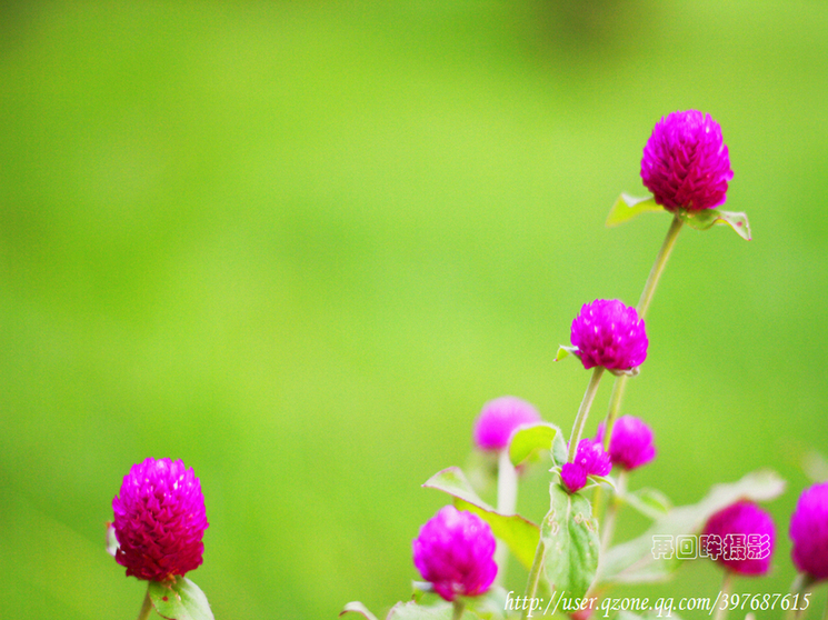 我拍花草