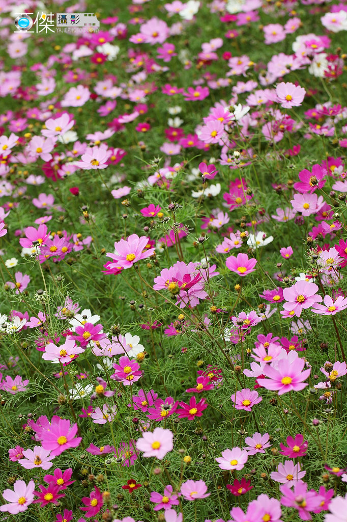 格桑花 