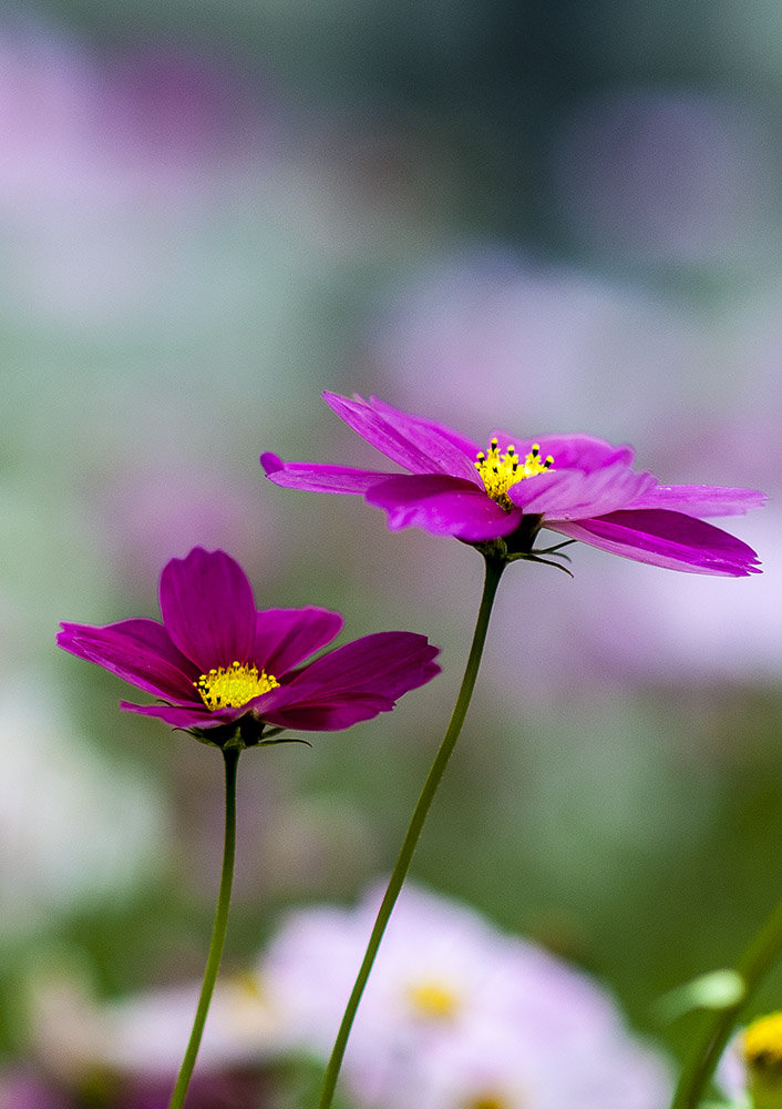 美丽的格桑花