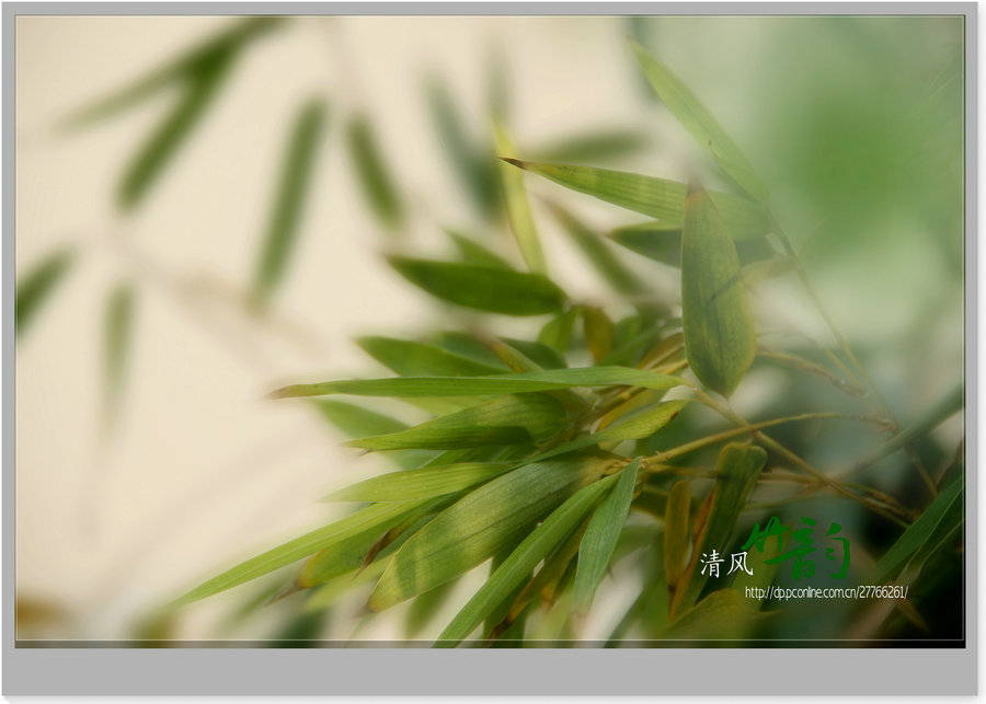 清风竹韵