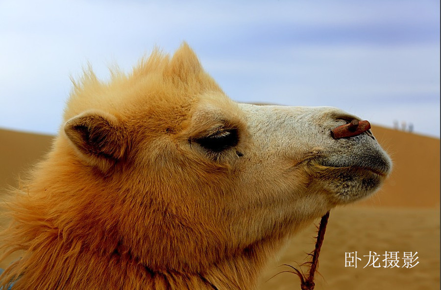 【走西口―沙漠之舟摄影图片】内蒙古生态摄影